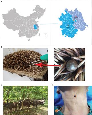 High prevalence of Rickettsia spp. in ticks from wild hedgehogs rather than domestic bovine in Jiangsu province, Eastern China